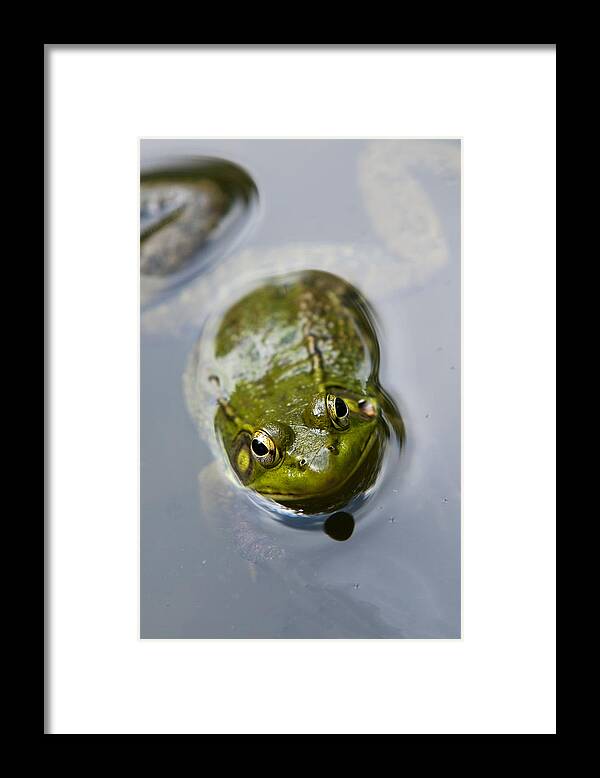 Frog Framed Print featuring the photograph Emerging Green by Christina Rollo