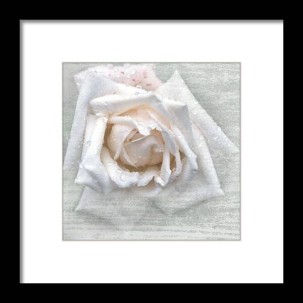 White Rose Framed Print featuring the photograph Emerging by Terri Harper