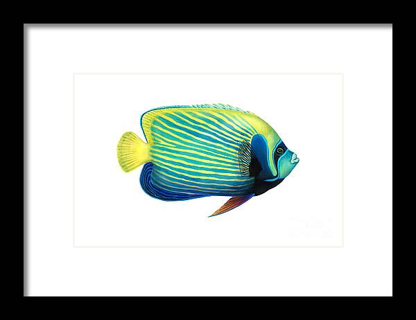 Emperor Angelfish Framed Print featuring the photograph Emperor Angelfish Pomacanthus Imperator by Carlyn Iverson