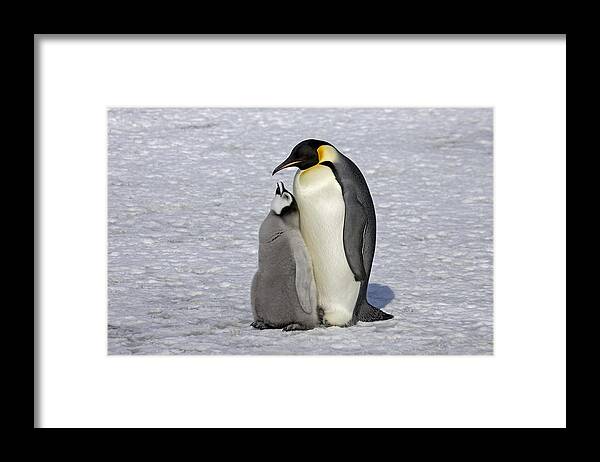 Flpa Framed Print featuring the photograph Emperor Penguin And Chick Snow Hill Isl by Roger Tidman