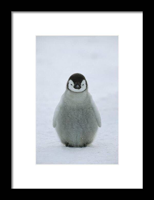 Feb0514 Framed Print featuring the photograph Emperor Penguin Chick Portrait by Konrad Wothe