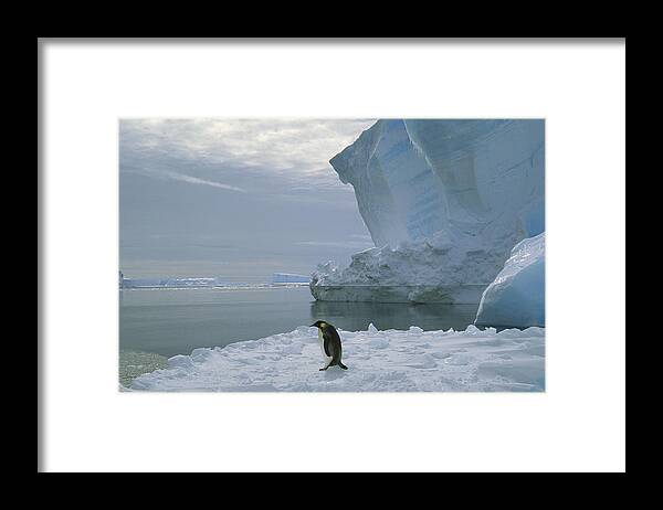 Feb0514 Framed Print featuring the photograph Emperor Penguin Walking Weddell Sea by Tui De Roy