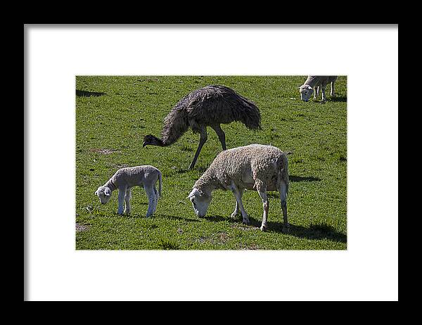 Emu Framed Print featuring the photograph Emu and sheep by Garry Gay