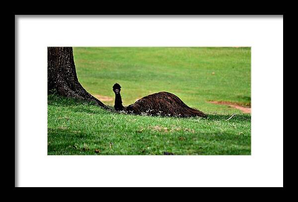Emu Framed Print featuring the photograph Emu at Rest by Tara Potts