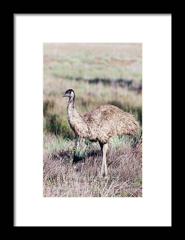 Animal Framed Print featuring the photograph Emu (dromaius Novaehollandiae by Martin Zwick