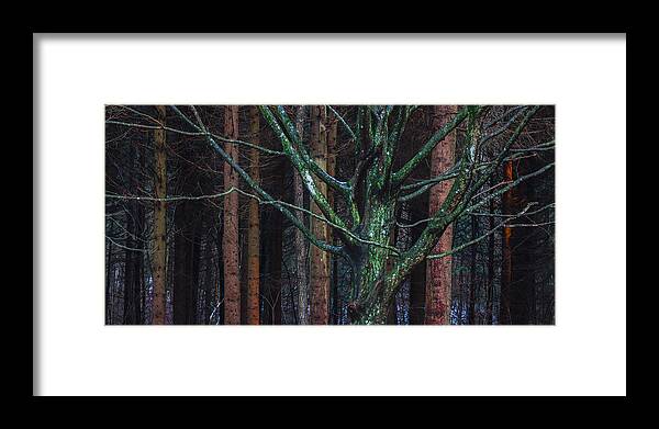 Forest Framed Print featuring the photograph Enchanted forest by Davorin Mance
