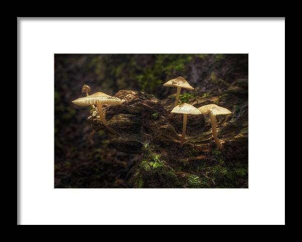 Mushrooms Framed Print featuring the photograph Enchanted Forest by Scott Norris