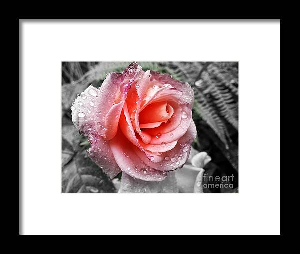 Rose Framed Print featuring the photograph Enchanting by Heather L Wright