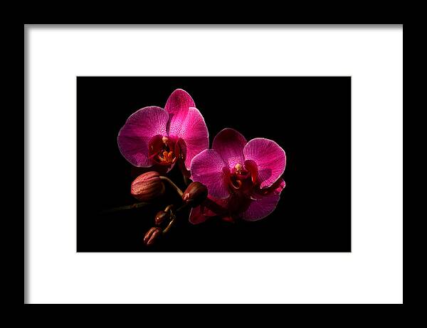 Orchid Framed Print featuring the photograph Enchantment by Doug Norkum