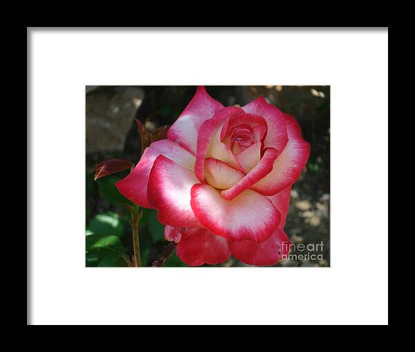 Rose Framed Print featuring the photograph End of June Bloom by De La Rosa Concert Photography