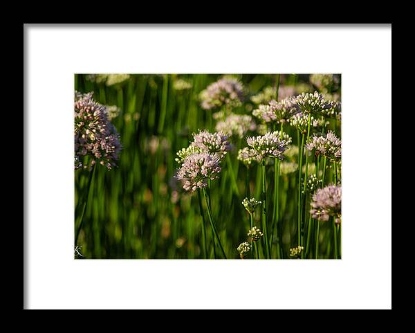Flowers Framed Print featuring the photograph Endless Beauty by Kelly Smith
