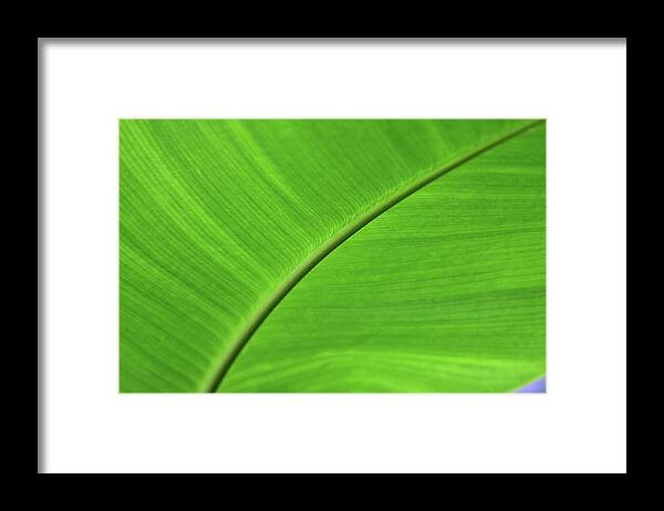 Heliconia Framed Print featuring the photograph Energizing by James Knight