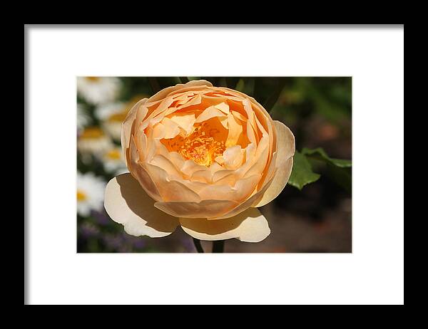 Aromatic Framed Print featuring the photograph English Rose by Jeanne White