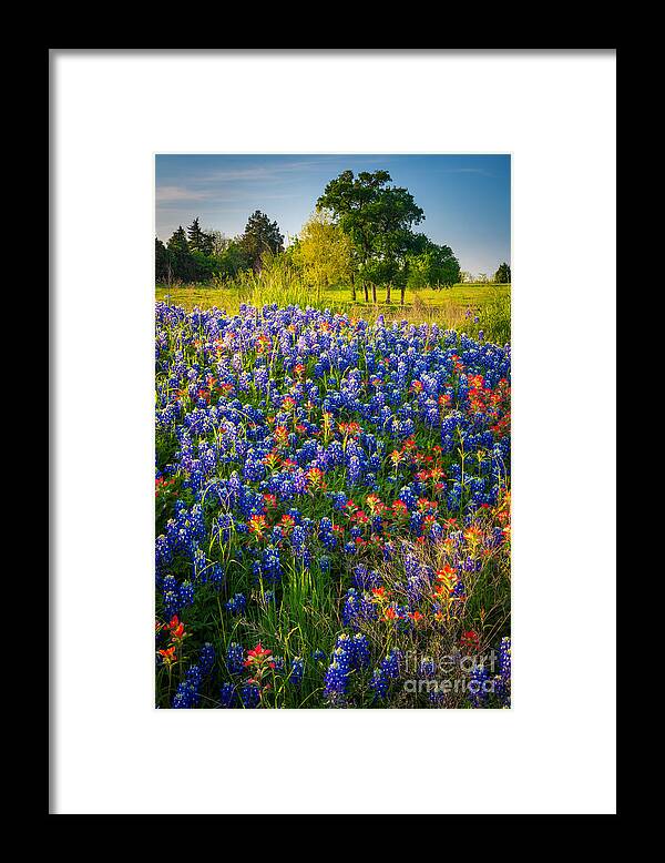 America Framed Print featuring the photograph Ennis Bluebonnets by Inge Johnsson