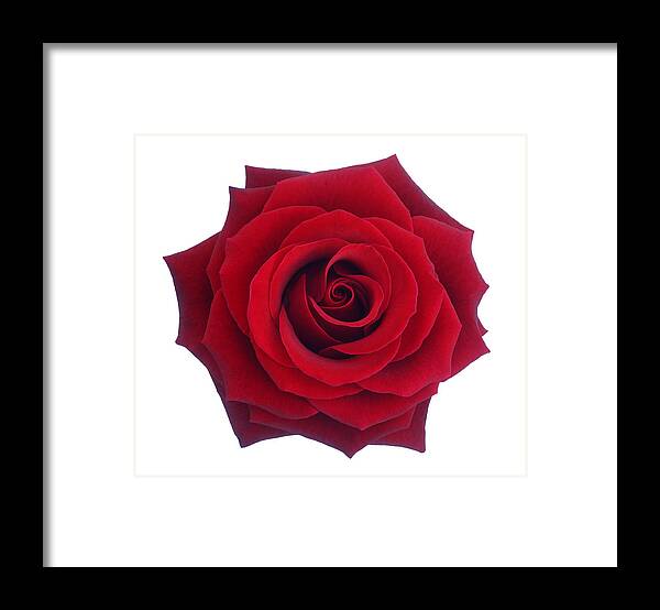 White Background Framed Print featuring the photograph Entire deep red rose in close-up. by Rosemary Calvert