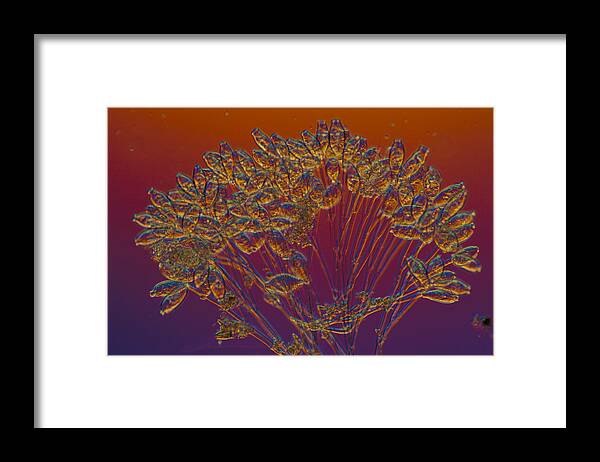 Ciliate Framed Print featuring the photograph Epistylis Protozoa by Michael Abbey
