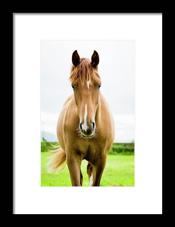 Horse Framed Print featuring the photograph Equine Beauty by Dageldog