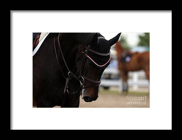 Horse Framed Print featuring the photograph Equine Concentration by Janice Byer
