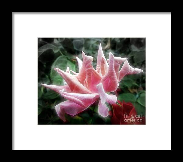  Framed Print featuring the photograph Errant Rose by Renee Trenholm