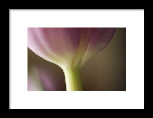 Baby Pink Framed Print featuring the photograph Ethereal Curvature by Christi Kraft