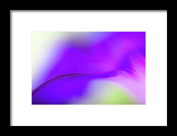 Tranquility Framed Print featuring the photograph Ethereal Macro Of A Vibrant Purple by Ralf Hiemisch