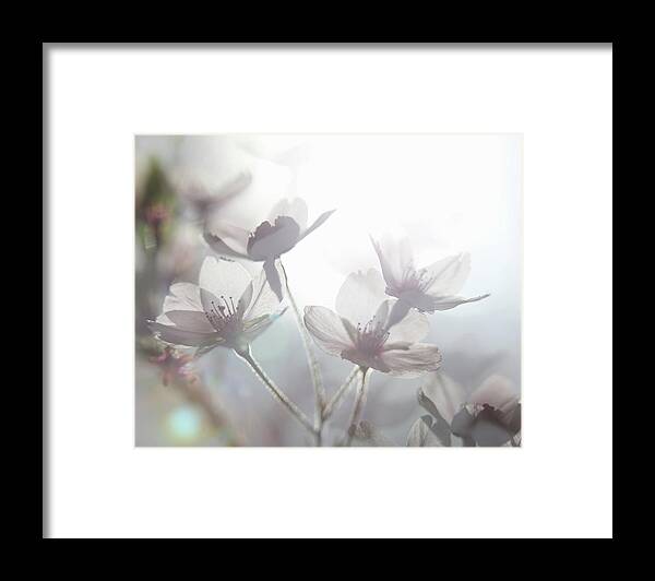 Outdoors Framed Print featuring the photograph Ethereal Shot Of White Cherry Blossom by Mickey Cashew