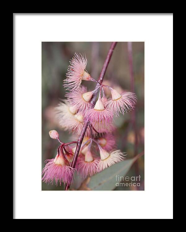 Eucalyptus Bloom Framed Print featuring the photograph Eucalyptus Bloom by B Christopher
