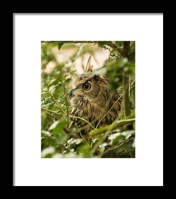 Eurasian Eagle-owl Framed Print featuring the photograph Eurasian Eagle-Owl 2 by Tracy Winter