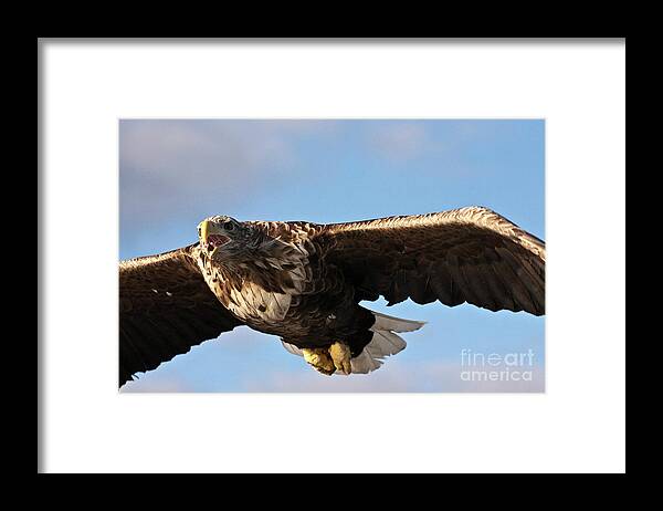 White_tailed Eagle Framed Print featuring the photograph European Flying Sea Eagle 1 by Heiko Koehrer-Wagner