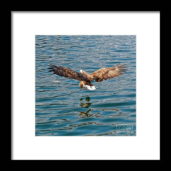 White_tailed Eagle Framed Print featuring the photograph European Flying Sea Eagle 6 by Heiko Koehrer-Wagner