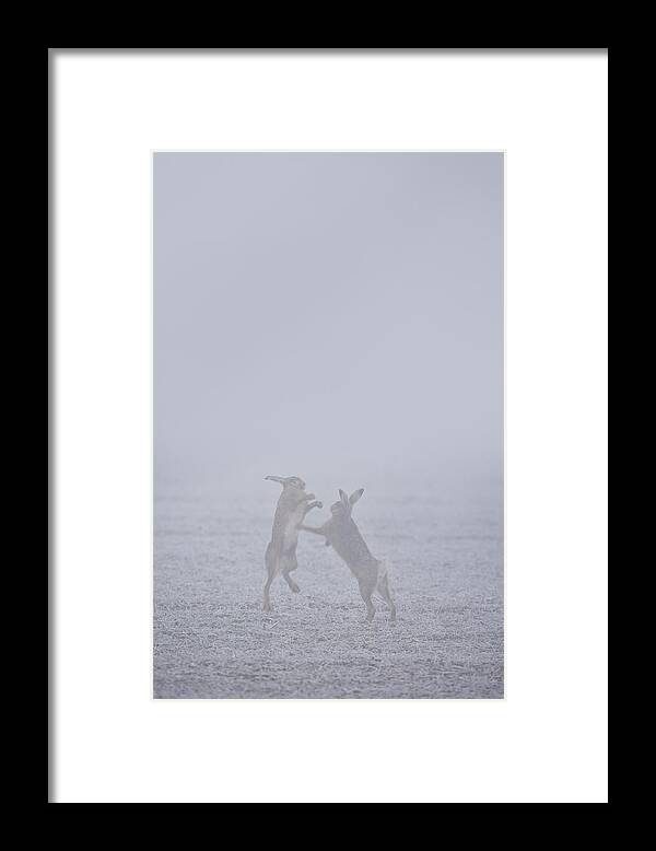 Flpa Framed Print featuring the photograph European Hares Boxing by Elliott Neep