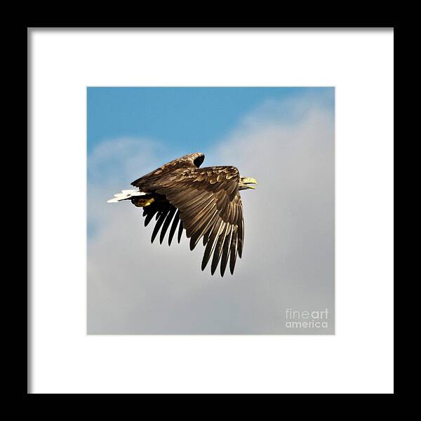 White_tailed Eagle Framed Print featuring the photograph European Sea Eagle by Heiko Koehrer-Wagner