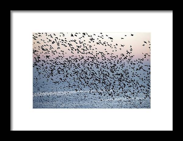 Sturnus Vulgaris Framed Print featuring the photograph European Starling Flock by Dr P. Marazzi/science Photo Library