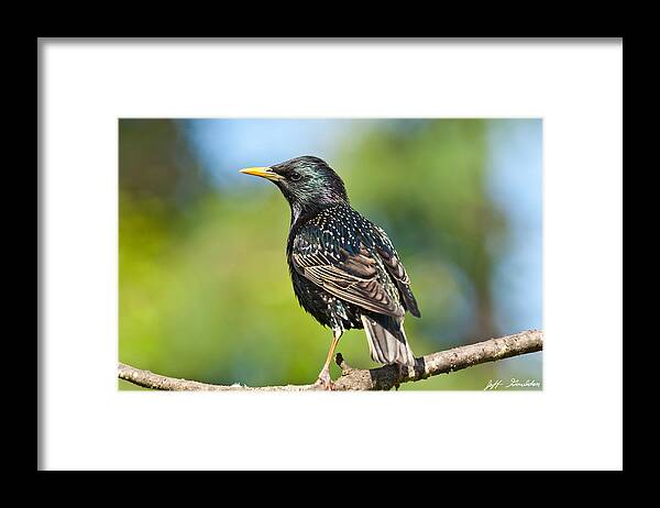 Animal Framed Print featuring the photograph European Starling in a Tree by Jeff Goulden
