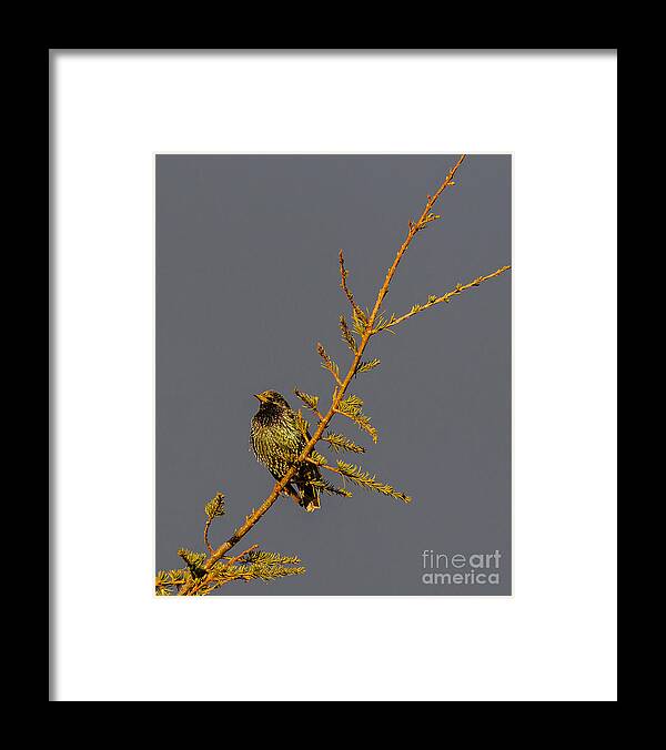 2014 Framed Print featuring the photograph European Starling by Jean-Luc Baron