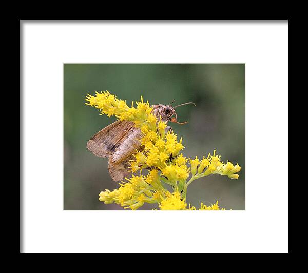 Noctua Pronuba Framed Print featuring the photograph European Yellow Underwing Moth by Doris Potter