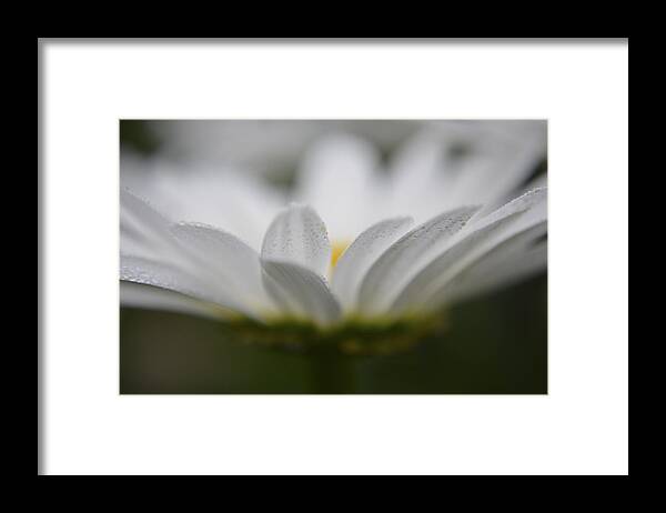 Daisies Framed Print featuring the photograph Evening Dew by Forest Floor Photography