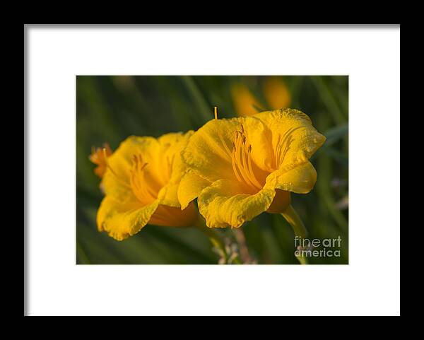 Lilly Framed Print featuring the photograph Evening Duet by Dan Hefle