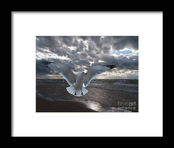 Bird Framed Print featuring the photograph Evening Landing by Ann Horn