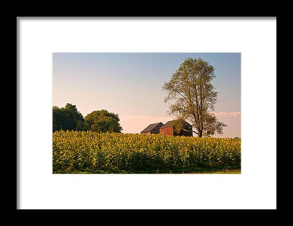 Connecticut Framed Print featuring the photograph Evening on the Sunflower Farm by Nancy De Flon