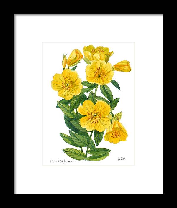 Evening Primrose Framed Print featuring the painting Evening Primrose - Oenothera fruticosa by Janet Zeh