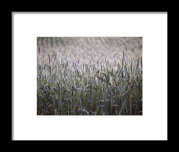 Wheat Framed Print featuring the photograph Evening Wheat by Angie Rea