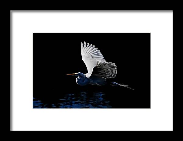 Snowy Egret Framed Print featuring the photograph Evening Whisper by Stuart Harrison