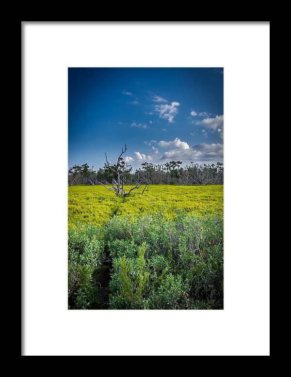 Everglades Framed Print featuring the photograph Everglades Tree by Christopher Perez