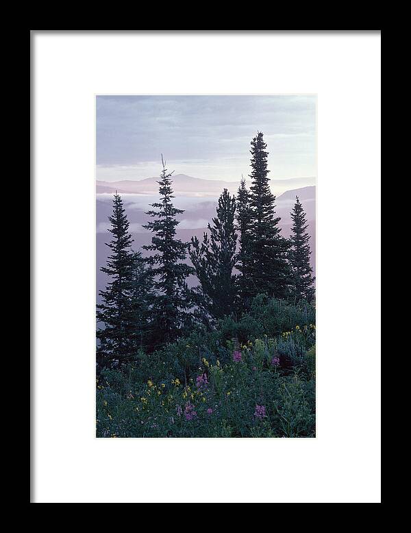 European Alps Framed Print featuring the photograph Evergreen trees and wildflowers in alpine meadow by Comstock