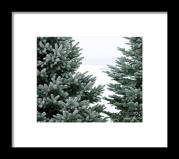 Evergreen Framed Print featuring the photograph Evergreens by Debbie Hart