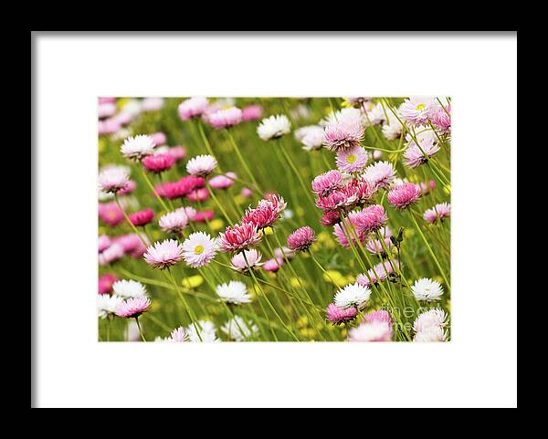 Everlastings Framed Print featuring the photograph Everlastings by Rick Piper Photography
