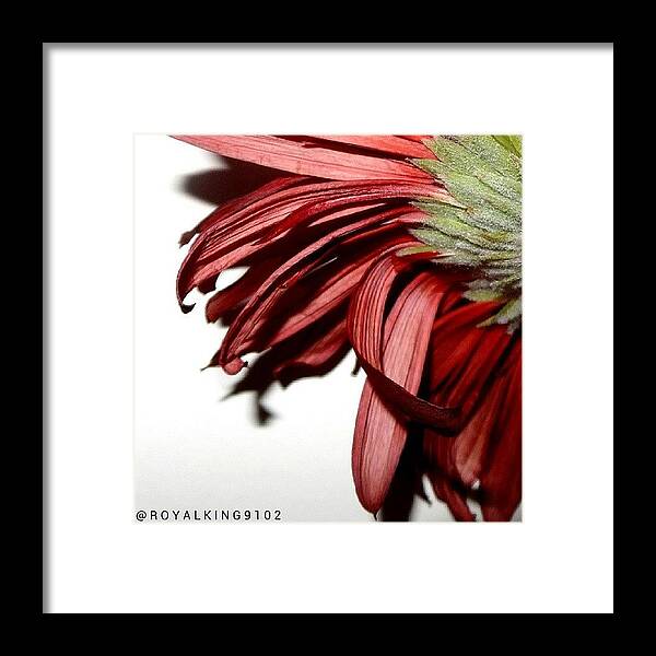 Framed Print featuring the photograph Every Single Flower Has Its Own Beauty by Roy Haddad