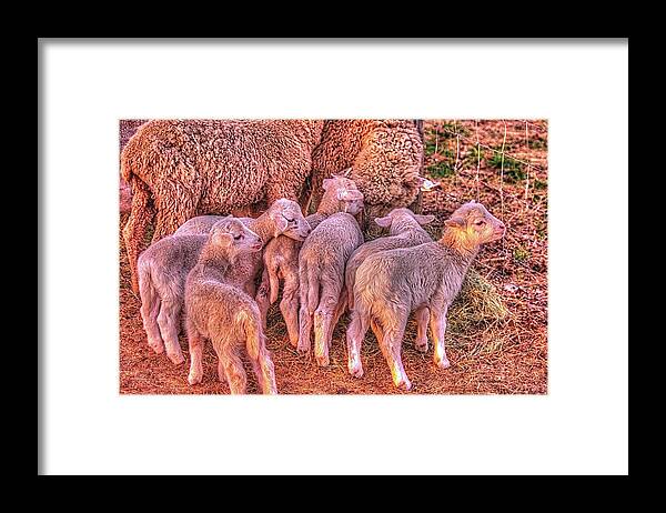 Sheep Framed Print featuring the photograph Ewephoria by Dennis Baswell