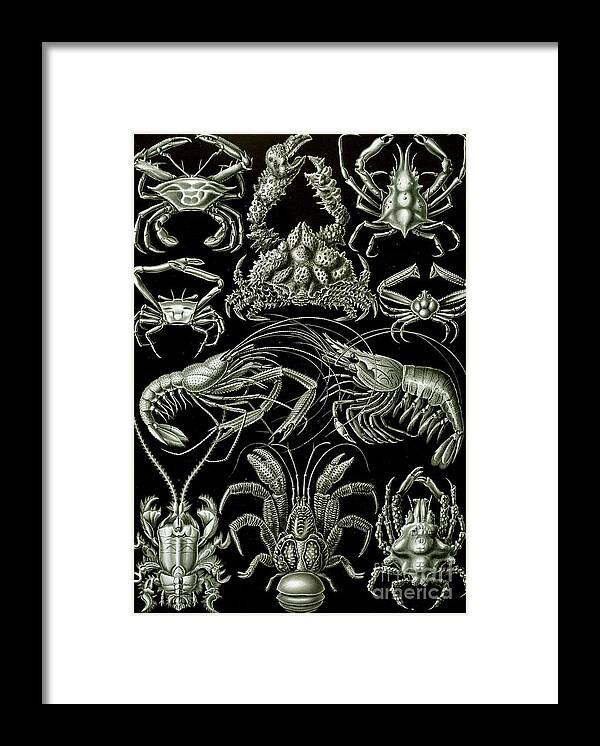 Crustacean Framed Print featuring the painting Examples of Decapoda Kunstformen der Natur by Ernst Haeckel